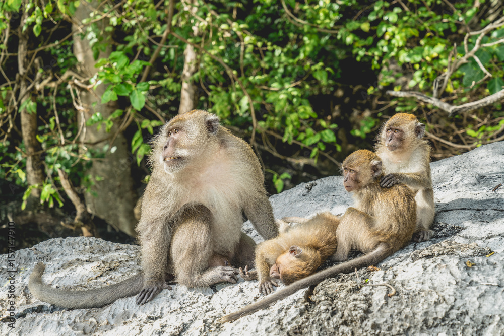 monkey family in monkey beach Thailand 