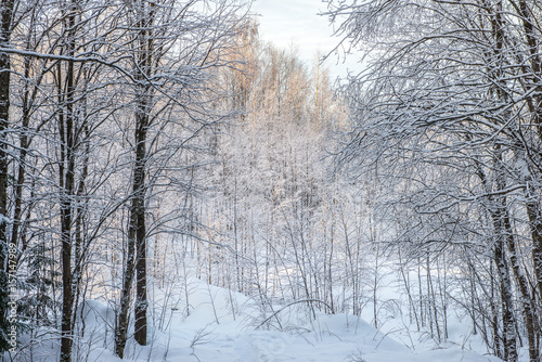 Winter forest landscape with snow in cold weather Karelia