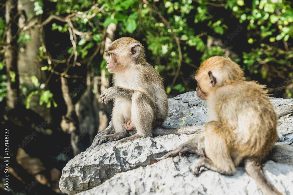 monkey family in monkey island Thailand 