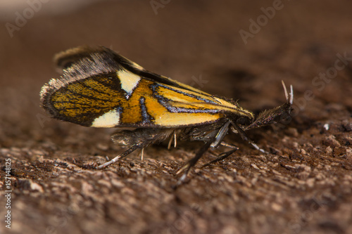 Alabonia geoffrella moth in profile. Spectacular day-flying moth in the family Oecophoridae with large labial palps photo