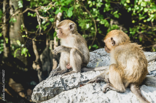 monkey family in monkey island Thailand  © guido