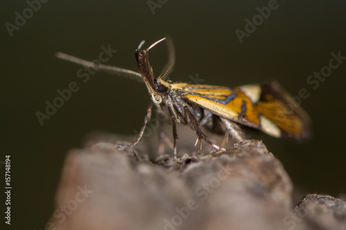 Tableau sur toile Alabonia geoffrella moth showing palps