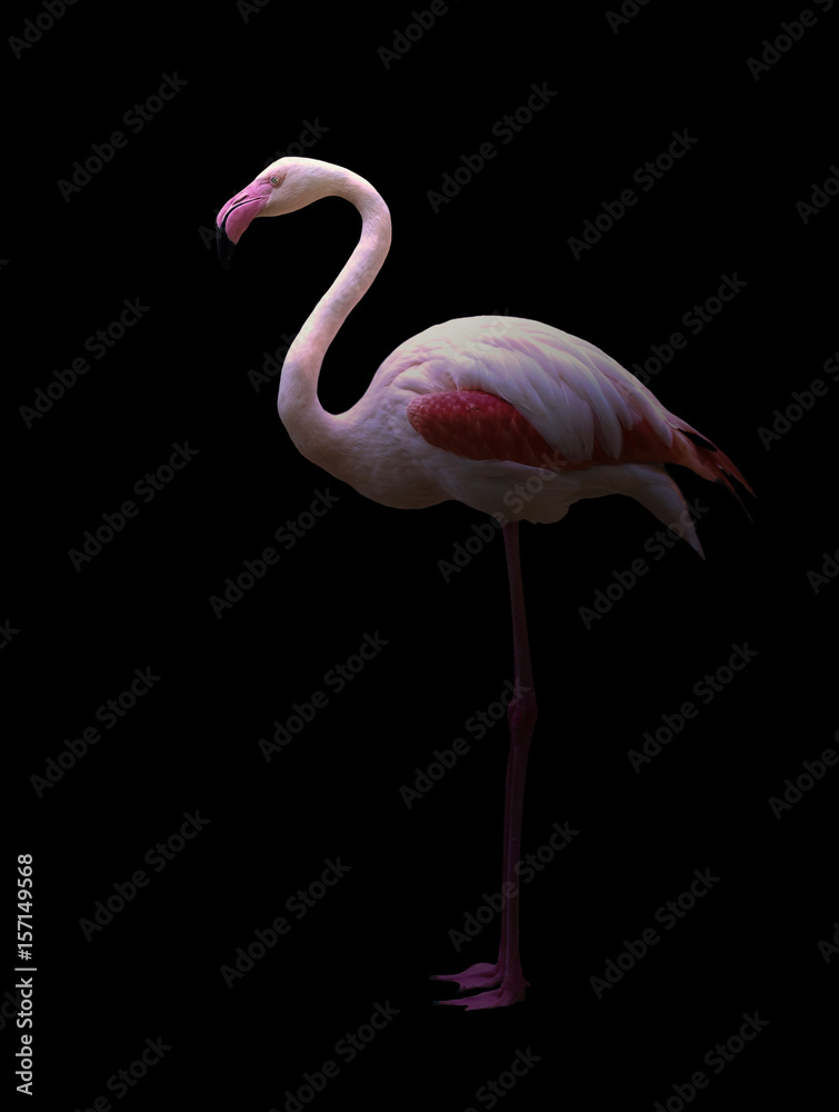 Naklejka premium greater flamingo standing in the dark