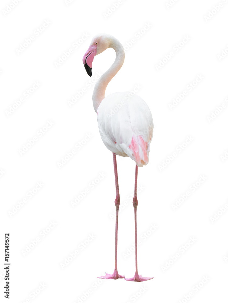 Naklejka premium greater flamingo isolated on white background