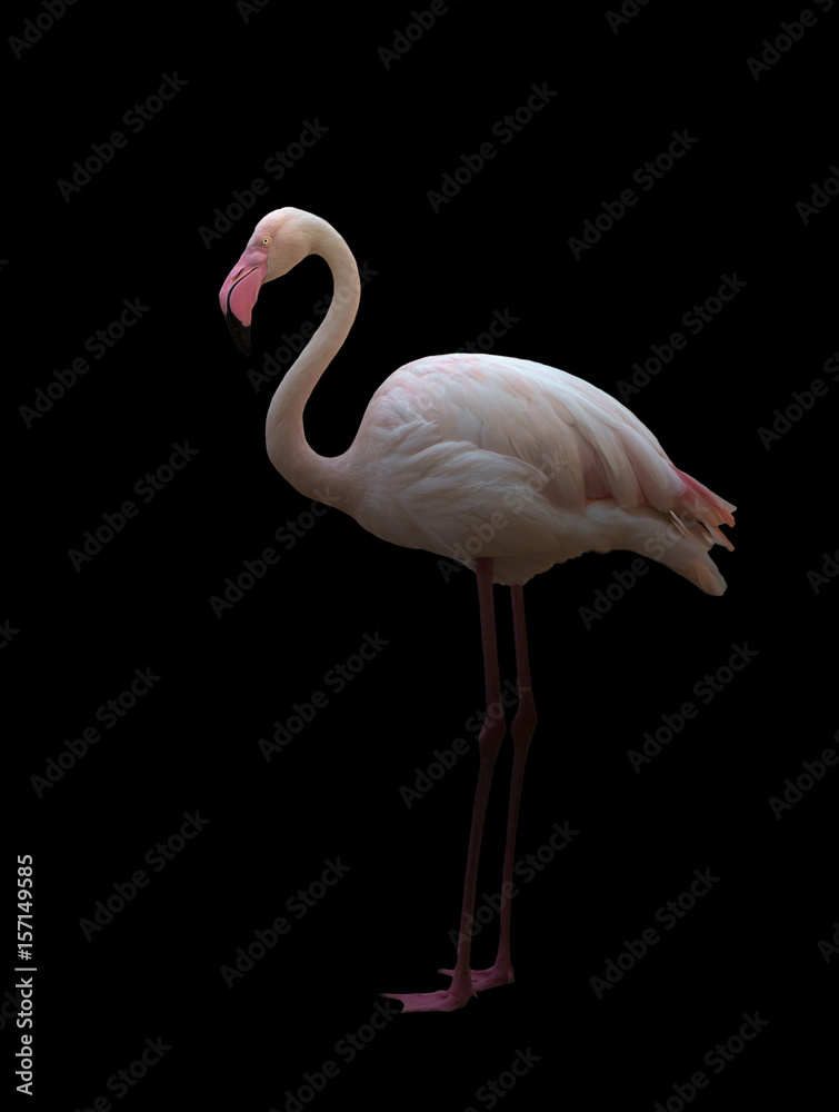 Naklejka premium greater flamingo standing in the dark