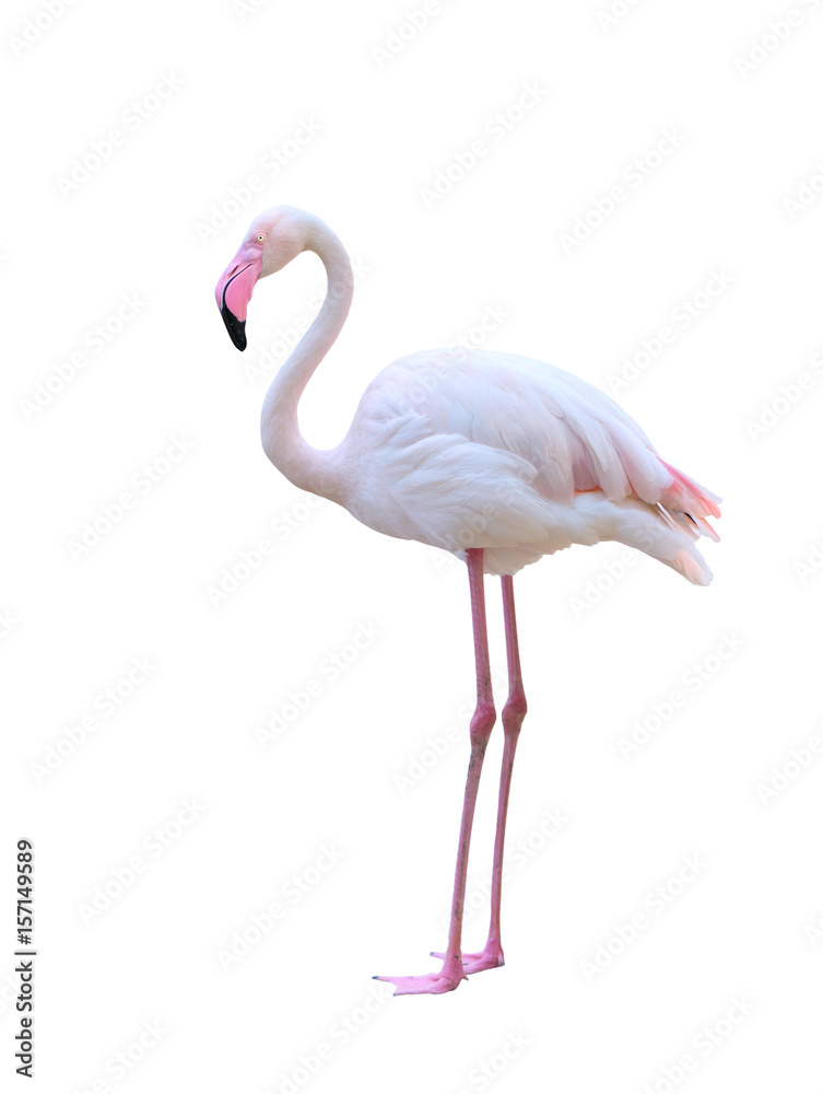 Naklejka premium greater flamingo isolated on white background