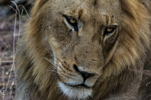 Close Up Male Lion Face
