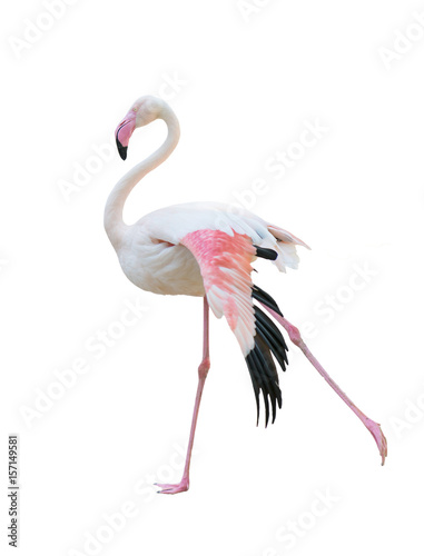 greater flamingo isolated on white background