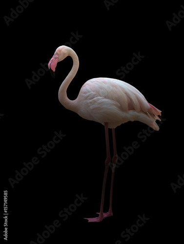 greater flamingo standing in the dark