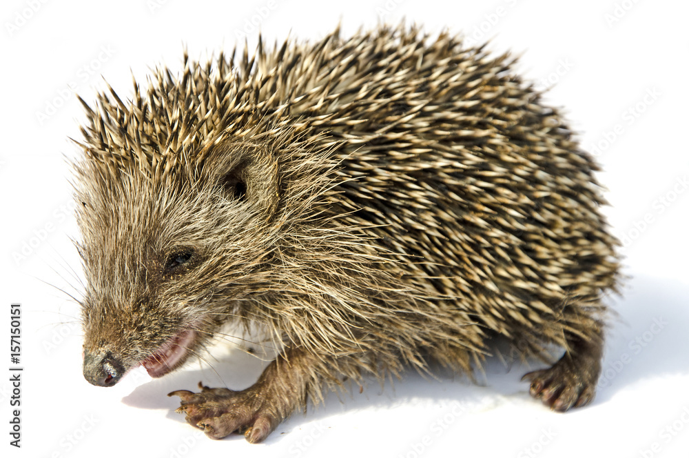 Obraz premium desert hedgehog (Paraechinus aethiopicus)