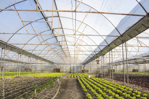 Fototapeta Rows of green plants on modern farm for growing lettuce