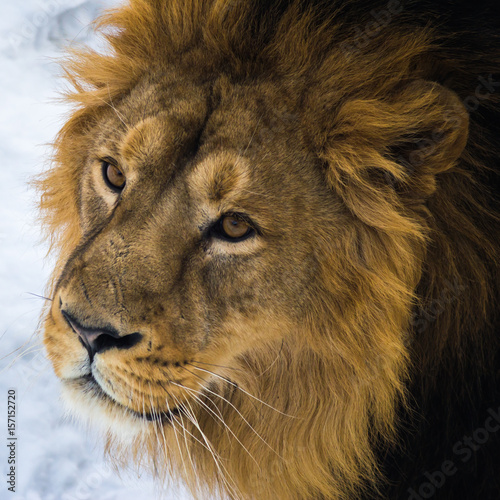Fototapeta Naklejka Na Ścianę i Meble -  Portrait of an Asian lion.