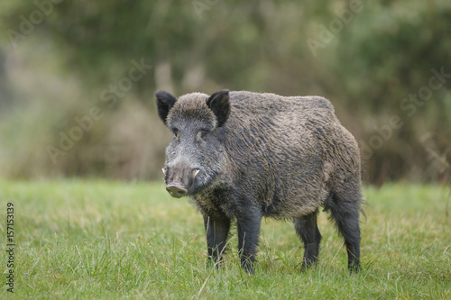 Stationary wild boar
