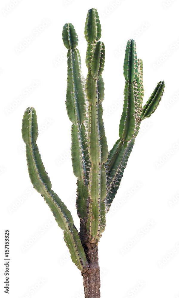 close up of cactus isolated on white background close up of cactus isolated on white background