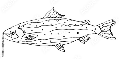 Image of Atlantic Salmon Red Fish. Realistic Vector Illustration Isolated On a White Background Hand Drawn Doodle Cartoon Vintage Hipster Style Sketch. photo