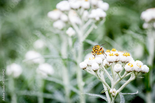 Wespe auf Blume von hinten Nahaufnahme © Thomas George