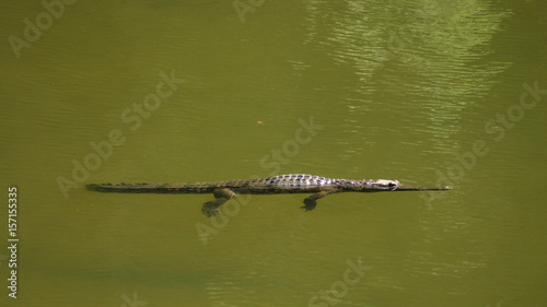 Freshwater crocodile in Windjana Gorge, Kimberley Region, Western Australia photo