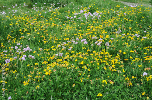 Wild Flowers in Meadowland