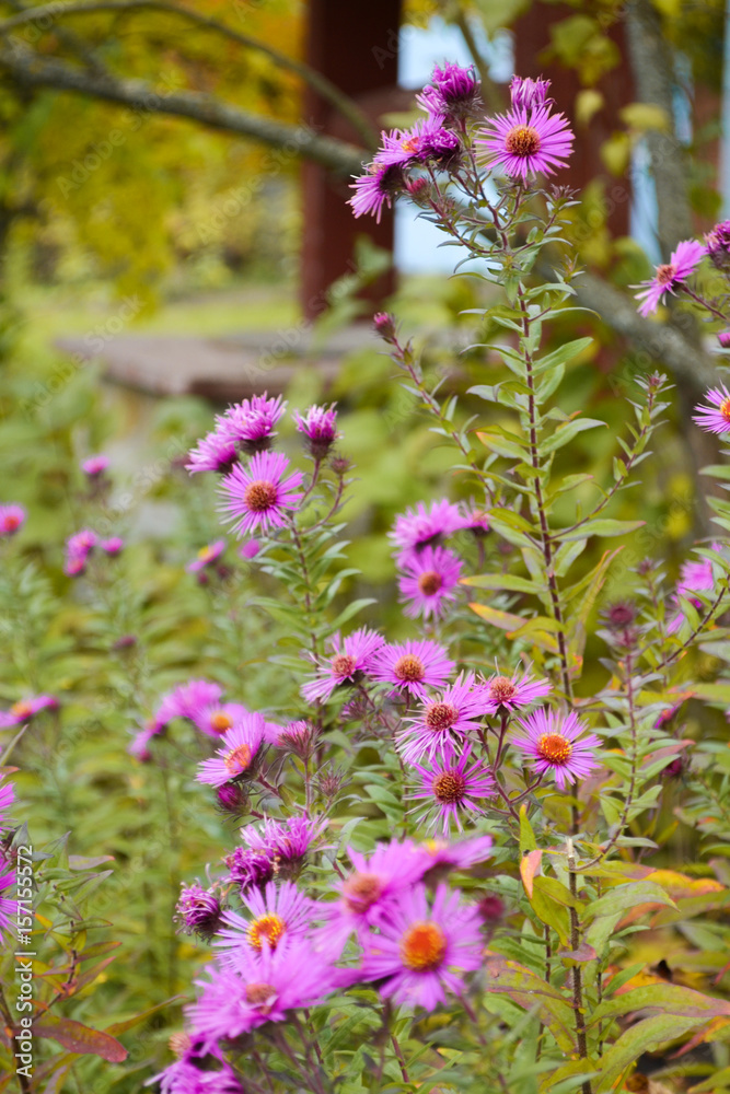 Fototapeta premium Purple astra flower green plant in the garden. Beauty season nature flora.