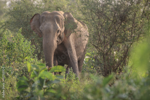 Large adult elephant in Yala National Park