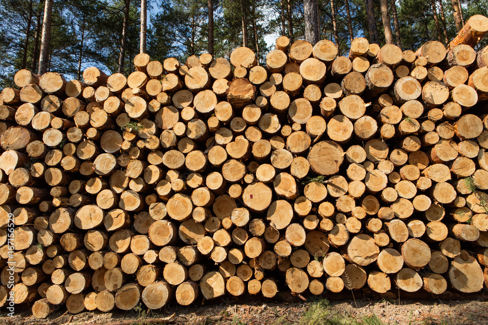 Trees chopped and stacked in forest