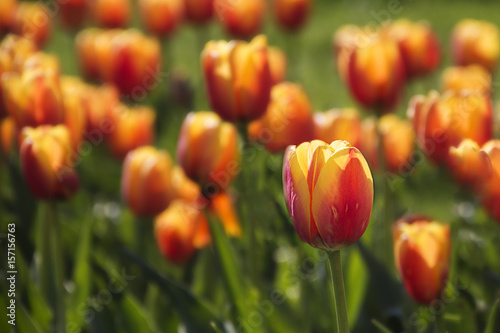 tulips in the garden © Benjamin