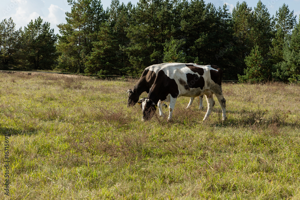 Dirty cow eating grass Dirty cow eating grass