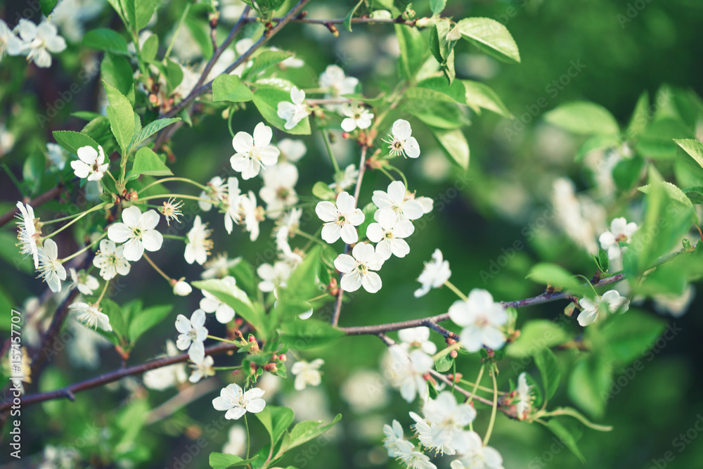 cherry blossom,  Spring flowers , Spring Background