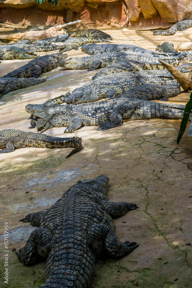 Crocodiles. Crocodiles.
