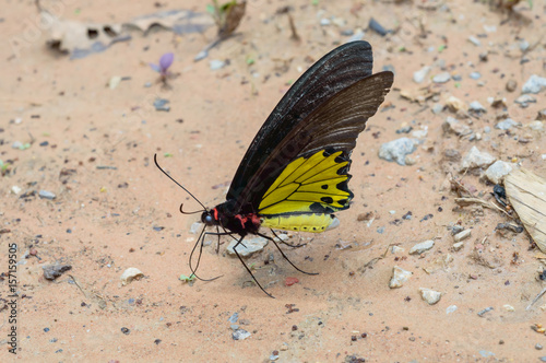 a butterfly feeding on ground photo