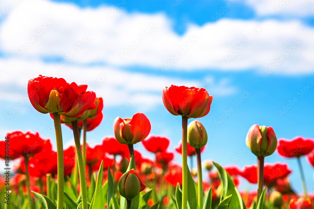 Spring red flowers tulips field. Spring red flowers tulips field.
