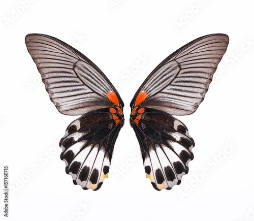 wing of butterfly isolated on white background