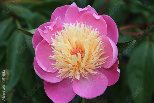 Fototapeta Naklejka Na Ścianę i Meble -  Peony 