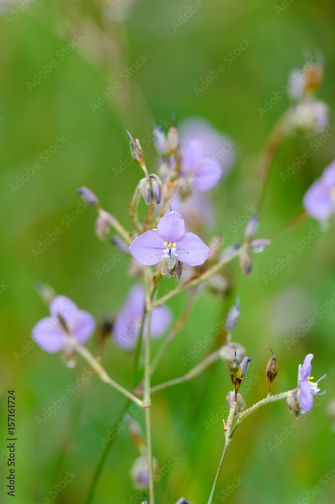 Murdannia giganteum, The Thai violet flower with native name is 'Hnorn Narg' Murdannia giganteum, The Thai violet flower with native name is 'Hnorn Narg'