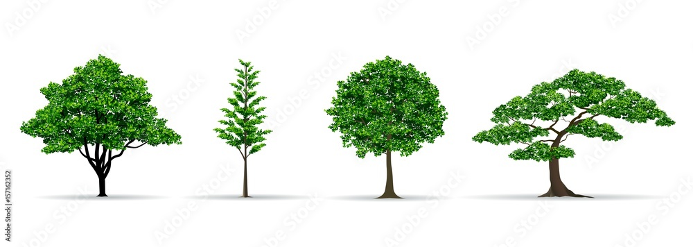 Obraz premium drzewo zestaw realistyczne ilustracji wektorowych
