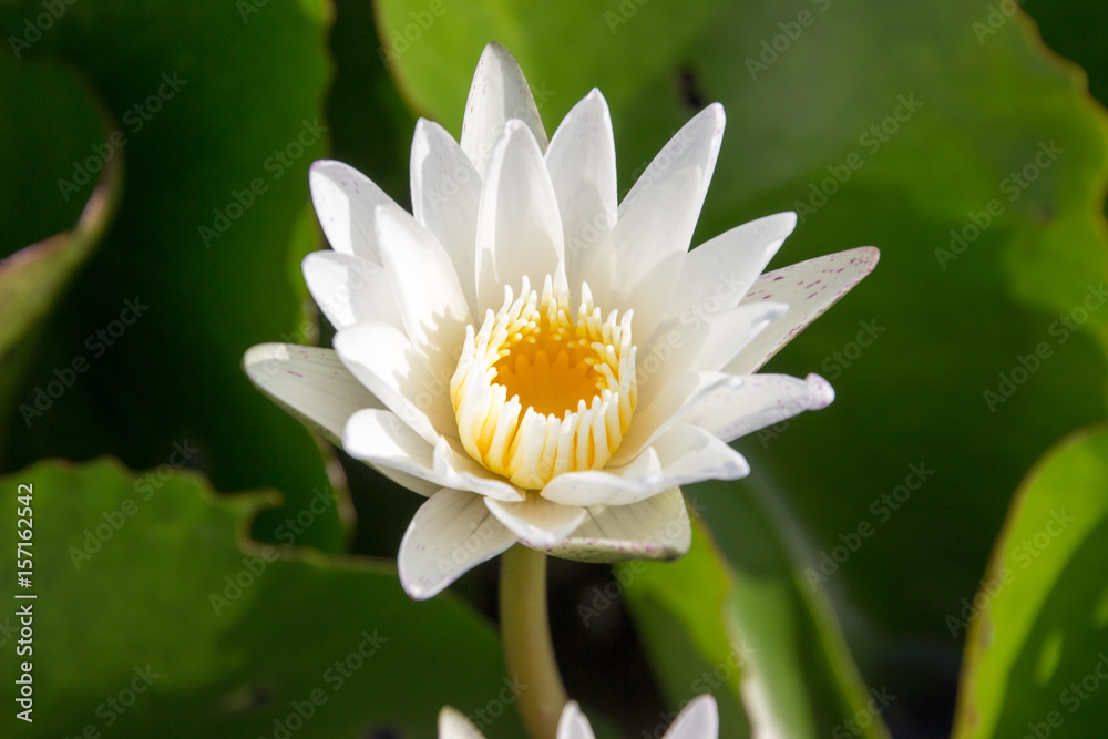 The white lotus means cleanliness in mind. The white lotus means cleanliness in mind.
