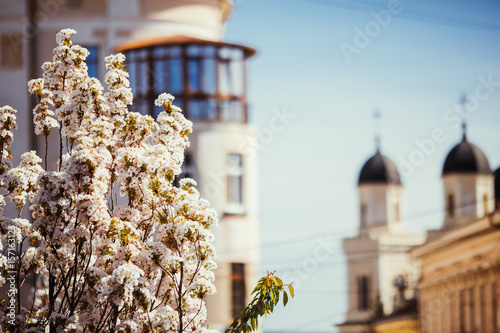 Photography Sakura blossom spring season as street in old european city