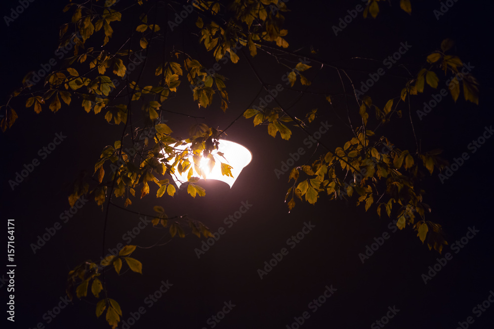 A street light shining from behind leafy tree brunches at night