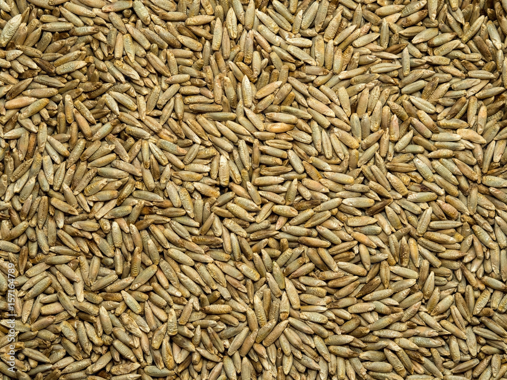 Seeds of rye