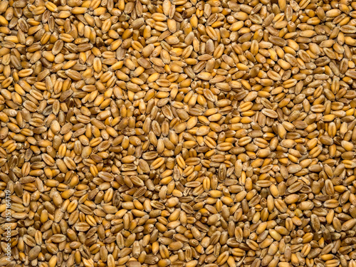 Seeds of wheat