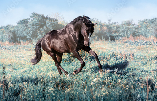 Fototapeta Naklejka Na Ścianę i Meble -  Black horse with white line on face runs on a green field on clouds background