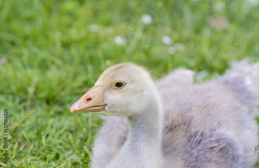 white goose; gosling; Anser anser domesticus, white goose; gosling; Anser anser domesticus,