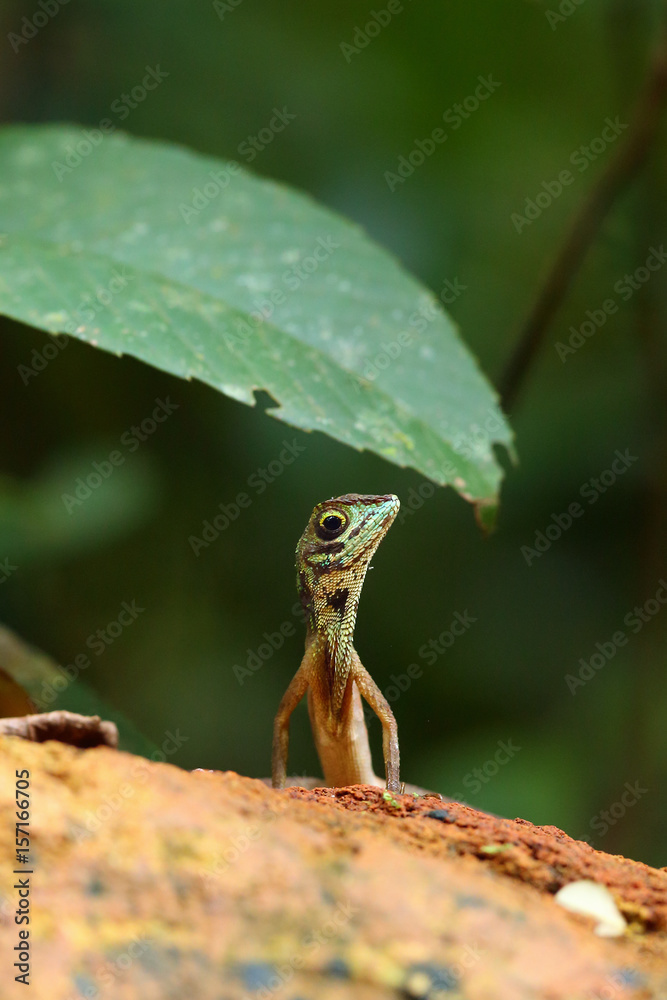 The black-spotted kangaroo lizard or black-patched kangaroo lizard (Otocryptis nigristigma) on the stone, portrait The black-spotted kangaroo lizard or black-patched kangaroo lizard (Otocryptis nigristigma) on the stone, portrait