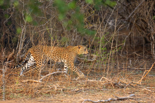 The Sri Lankan leopard  Panthera pardus kotiya  young female standing at the edge of the bush