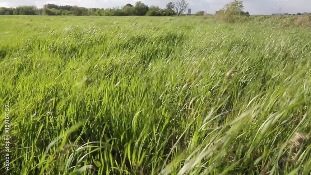 Green grass in a field oscillates in a strong wind against a blue sky background Green grass in a field oscillates in a strong wind against a blue sky background