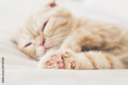 Sleeping cat © Nataliia