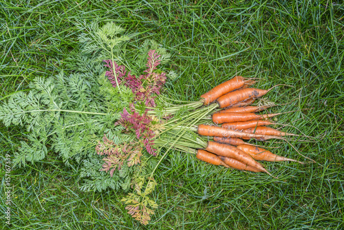 Fresh carrotsin the grass, top view photo