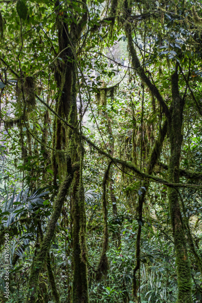 Fototapeta premium Jungle near Catarata de Gocta, one of the highest waterfalls in the world, northern Peru.