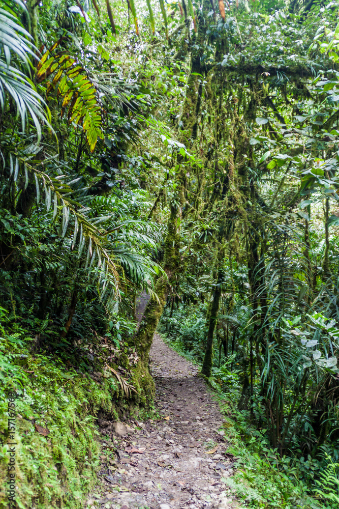 Jungle trail leading to Catarata de Gocta, one of the highest waterfalls in the world, northern Peru.
