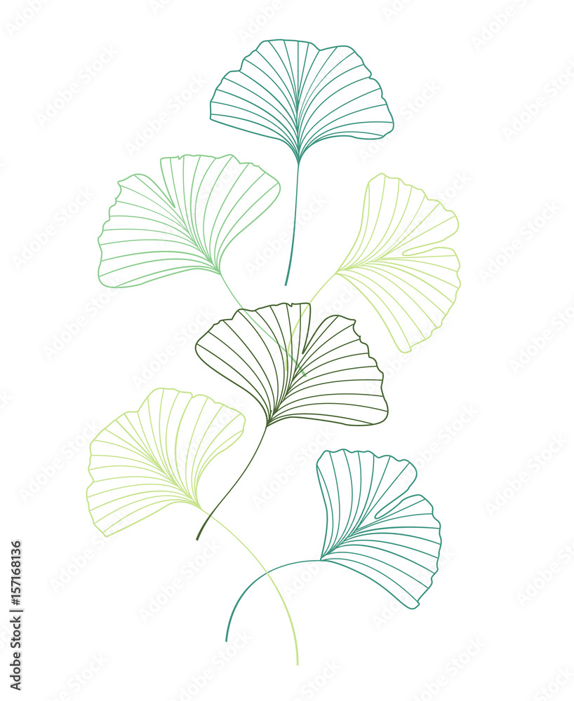 Ginkgo biloba leaves Ginkgo biloba leaves